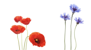 The Poppy and the Cornflower